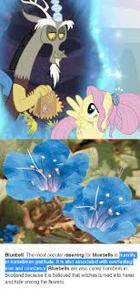 When it comes to love, say it with a gesture that comes from within. Fluttercord Flower Fluttershy Has In Her Hair Is California Desert Bluebell My Little Pony Friendship Is Magic Know Your Meme