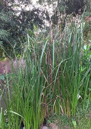 Image result for Scleria rehmannii