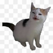 Discover 126 free cat meme png images with transparent backgrounds. Sadcat3 Sad Cat Discord Emoji Cat Emoji Discord Free Transparent Emoji Emojipng Com