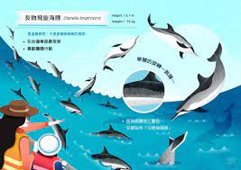 whale friendly tours 友善賞鯨 on behance kinds of whales save the whales whale watching tours