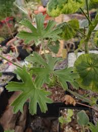 Image result for Pelargonium alchemilloides