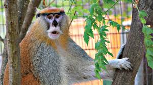 Chico is more than a pet and different from any other pets. Primarily Primates