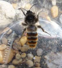 Image result for Bombus pomorum
