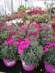 We would like to show you a description here but the site won't allow us. Garyfallia Dianthus Caryophyllus Green Gardens Fytwria Pagkalos