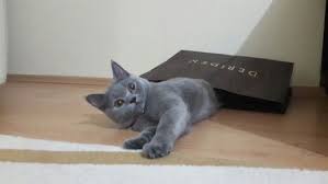 Oyun Ve Kedi Margo Britishshorthair Ilovemycat Kedi Oyun