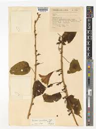 Image result for Ipomoea intrapilosa