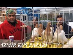 Guvercin Sevdamiz Izmir Guvercin Dernegi Acilisi Youtube
