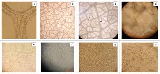 Image result for Isoberlinia tomentosa