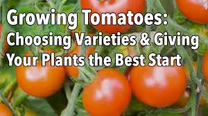 There are approximately 7,500 tomato varieties grown for various purposes. Growing Tomatoes Planting Growing And Harvesting Tomatoes The Old Farmer S Almanac