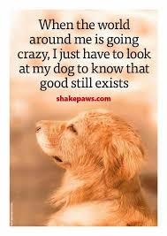 Hope You Re Doing Well From Your Friends At Phoenix Dog In Home Dog Training K9katelynn See More About Scottsdale Dog Training At Dogs Dog Quotes Dog Training