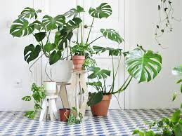 Monstera Tanaman Hias Indoor Penyejuk Ruangan