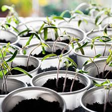 The mix should also hold onto moisture without becoming soggy. Make Your Own Seed Starting Mix With Compost Uncle Jim S Worm Farm