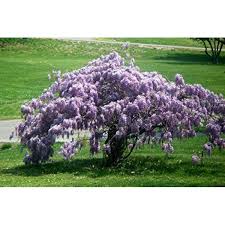 Once planted, wisterias require little pampering to encourage robust growth. Thronesfarm Blue Wisteria Tree Chinese Wisteria Tree