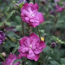 Image result for Hibiscus syriacus Violet Clair Double