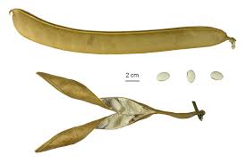 Image result for Canavalia ensiformis