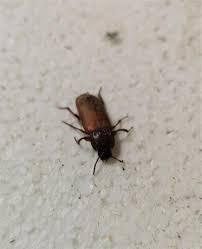 Meistens liegt es nicht an mangelnder sauberkeit, wenn sich käfer in deiner wohnung ausbreiten. Der Kafer
