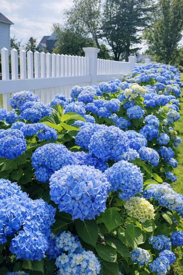 Blue Hydrangea product image