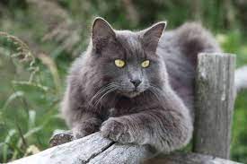 Russian blue kitten, russian blue cat, russian blue facts, russian blue sleep, russian blue long hair, russian blue photography, russian blue color, russian blue tattoo, russian blue personality, russian blue funny, russian blue hypoallergenic, russian blue art, russian blue mix, russian blue names. Nebelung Cat Russian Blue Long Hair