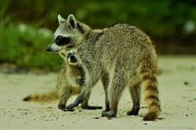 We did not find results for: Ø§Ù„Ø±Ø§ÙƒÙˆÙ† 10 Ù…Ø¹Ù„ÙˆÙ…Ø§Øª Ø¹Ù† Ø­ÙŠÙˆØ§Ù† ÙŠØºØ³Ù„ Ø·Ø¹Ø§Ù…Ù‡ Ù‚Ø¨Ù„ ØªÙ†Ø§ÙˆÙ„Ù‡ ÙŠÙ…ÙƒÙ†Ù‡ Ø§Ù„Ø±Ø¤ÙŠØ© Ù…Ù† ÙŠØ¯ÙŠÙ‡ Ø§Ù„Ù…ØµØ±ÙŠ Ù„Ø§ÙŠØª