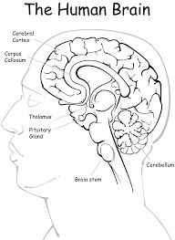 Image Result For Free Human Anatomy Coloring Pages Pdf Anatomy Coloring Book Coloring Pages Toddler Coloring Book