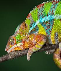 Maybe you would like to learn more about one of these? Chameleon