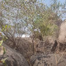 Image result for Terminalia macroptera