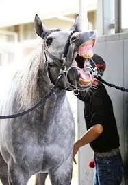 宝塚記念 ・ レース映像は、gⅰ開催日の18時頃に掲載いたします。 ・ 1984年以降のgⅰレースの映像となります. Horse ã®ã‚¢ã‚¤ãƒ‡ã‚¢ 22 ä»¶ ã‚´ãƒ¼ãƒ«ãƒ‰ã‚·ãƒƒãƒ— é¦¬ ã‚·ãƒƒãƒ—