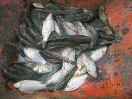 Walau bagaimanapun, saya pernah mendapat ikan ini menggunakan gewang layang menyerupai serangga dan anak ikan. Padi Sri Weblog Padi Selangor Pertanian Selangor