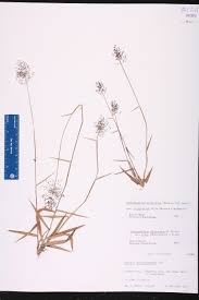 Image result for Panicum gracilicaule