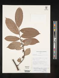 Image result for Artabotrys monteiroae