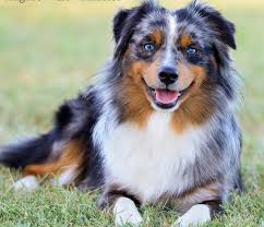 We did not find results for: Toy Australian Shepherd Puppy For Sale Adoption Rescue For Sale In Ottumwa Iowa Classified Americanlisted Com