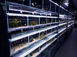 We have been going there for over 2 years and find the products. The Aquatic Design Centre Zennor Road London Pet Shops Near Balham Tube Rail Station