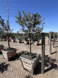 Image result for Faurea wentzeliana