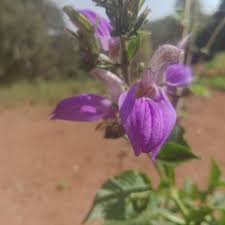 Image result for Anisosepalum alboviolaceum