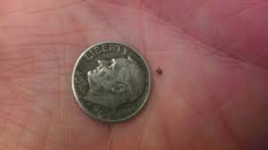 Ticks Embedded In Skin Embedded Deer Tick Photos