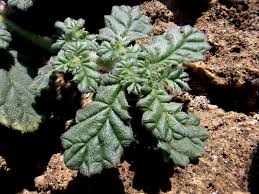 Image result for Coldenia procumbens