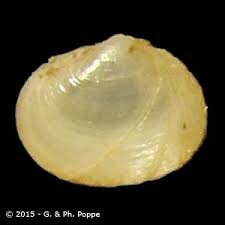 Image result for Galeomma