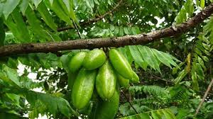Batangnya juga bagus untuk dijadikan sebagai bahan perabot rumah tangga. Dikenal Dengan Rasa Asam Luar Biasa Belimbing Sayur Ternyata Punya Manfaat Untuk Kesehatan Bertuahpos