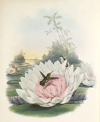 Birds Of The Air And Lilies Of The Field Consider The Birds In The Air And Lilies Of The Field Luke 12 Instant Art Vintage Flowers Art Images