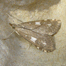 Get direct access to udea through official links provided below. Udea Wikipedia