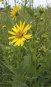 It has been studied as a forage crop and compares well with corn silage. Cup Plant Seed Northern Wildflowers