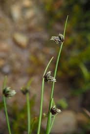 Image result for Isolepis setacea