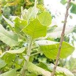 Image result for Solanecio cydoniifolius