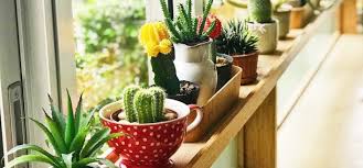 Check out our large cactus plant selection for the very best in unique or custom, handmade pieces from our succulents shops. 34 Best Indoor Succulents Pick The Best One For You