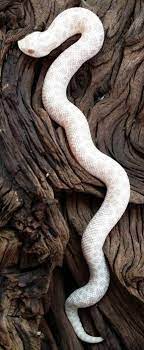 Baby Snow Western Hognose Snakes For Sale Hognose Snake Western Hognose Snake Snake