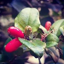 Image result for Carissa bispinosa