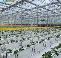 China Prefabricated Glass Greenhouses for Vegetables Planting with  Hydroponics System