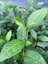 Image result for Camellia sinensis