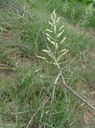 Image result for Sporobolus ioclados