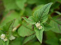 Image result for Persicaria nepalensis